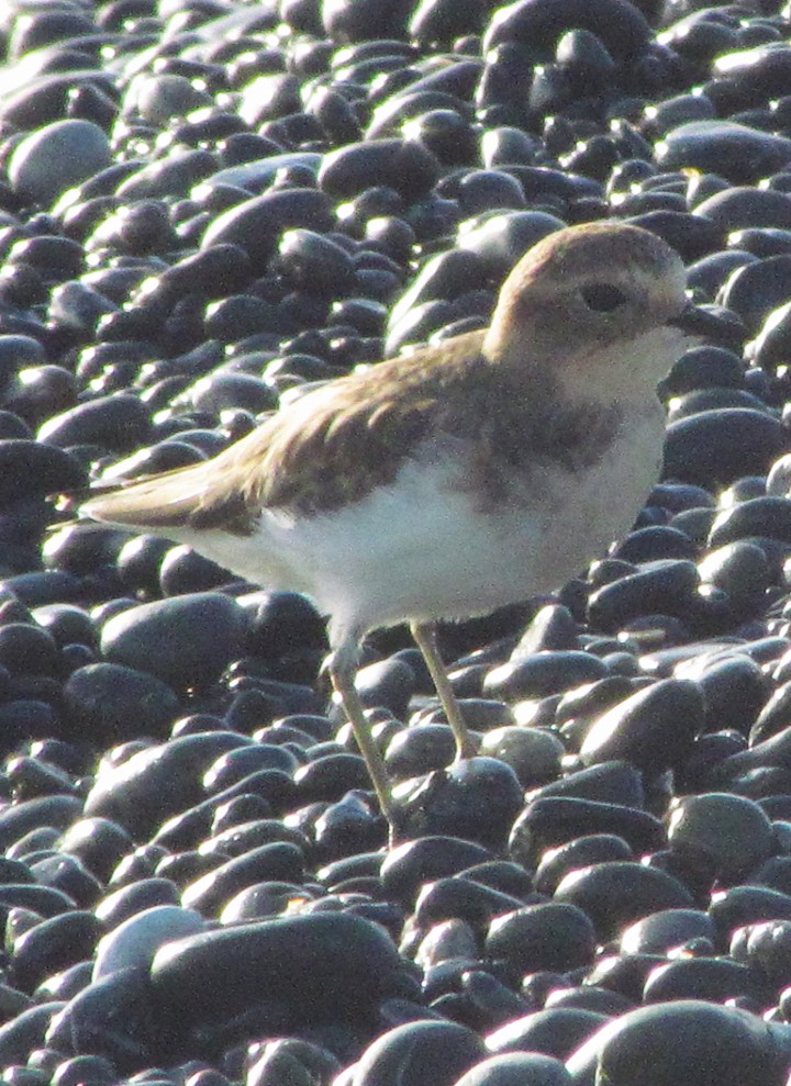 Double-banded Plover - ML645687349