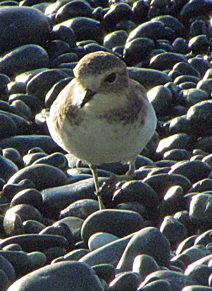 Double-banded Plover - ML645687350
