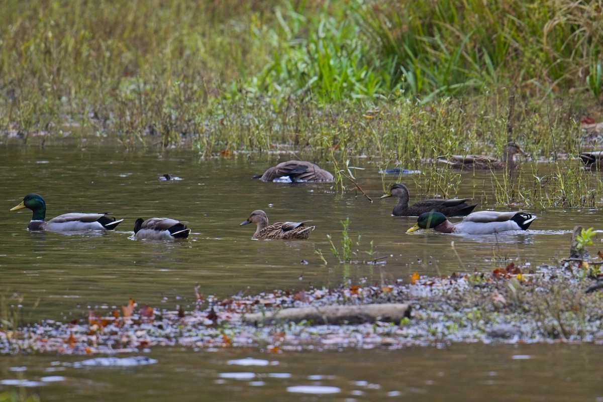 Ahate iluna - ML645687354