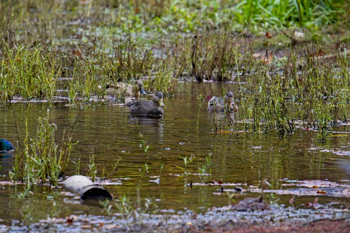 Ahate iluna - ML645687355