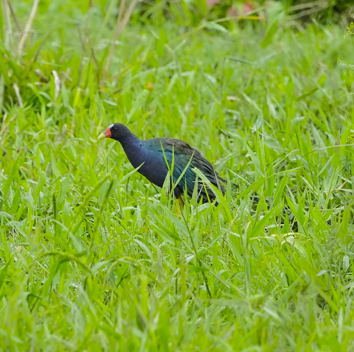 Purple Gallinule - ML645687357