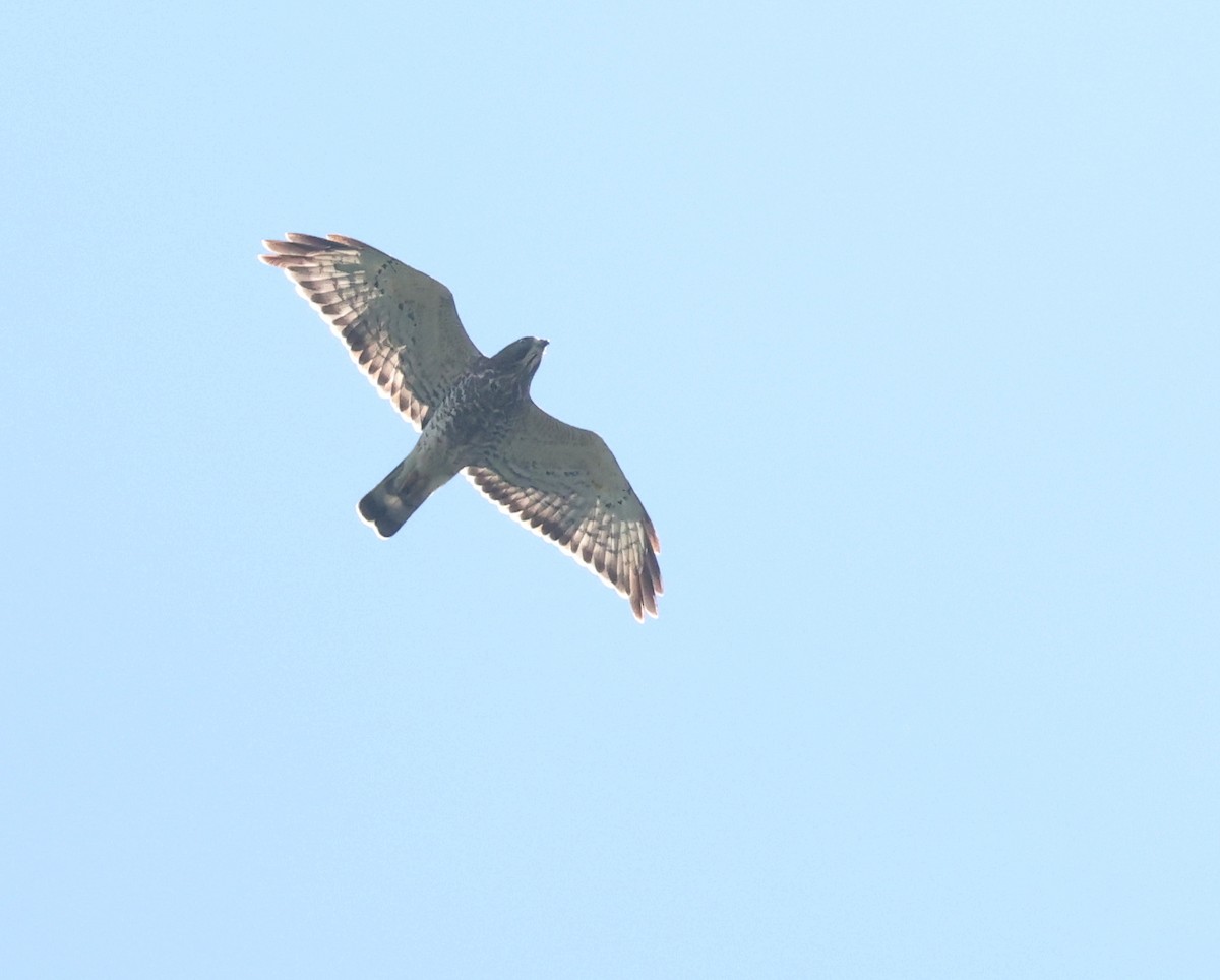 Broad-winged Hawk - ML645687362