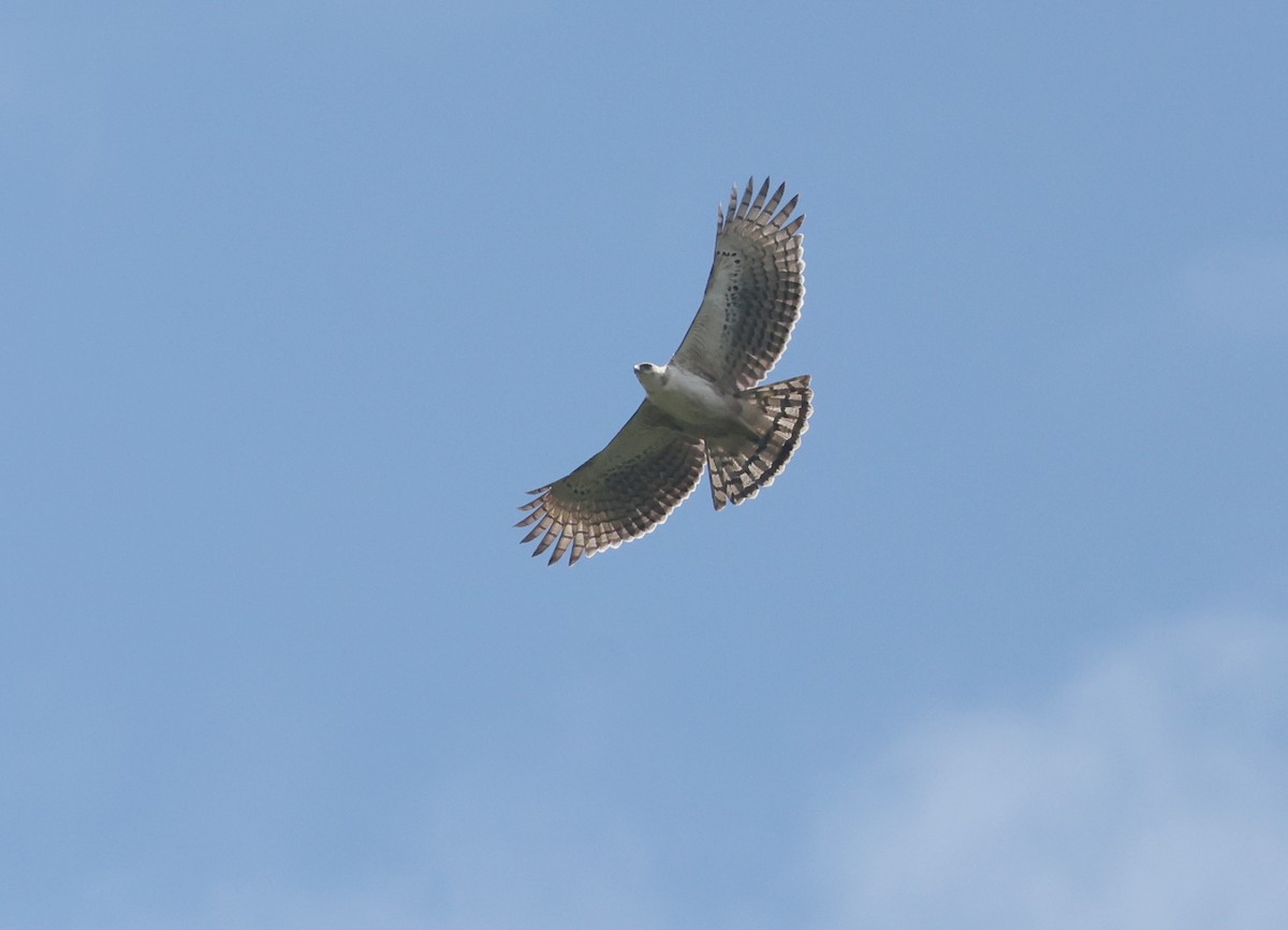 Black-and-chestnut Eagle - ML645687365