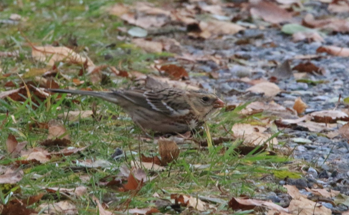 Harris's Sparrow - ML645687373