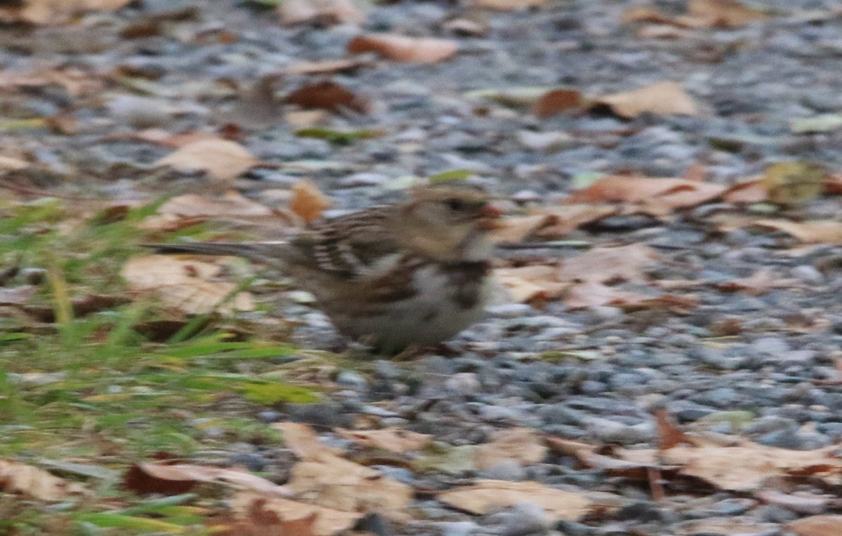 Harris's Sparrow - ML645687374