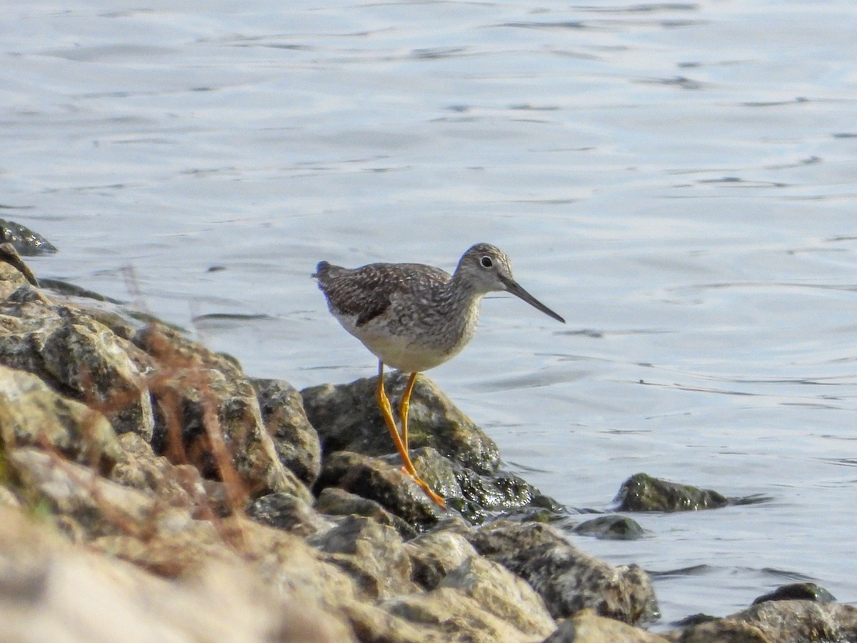 Greater Yellowlegs - ML645687376