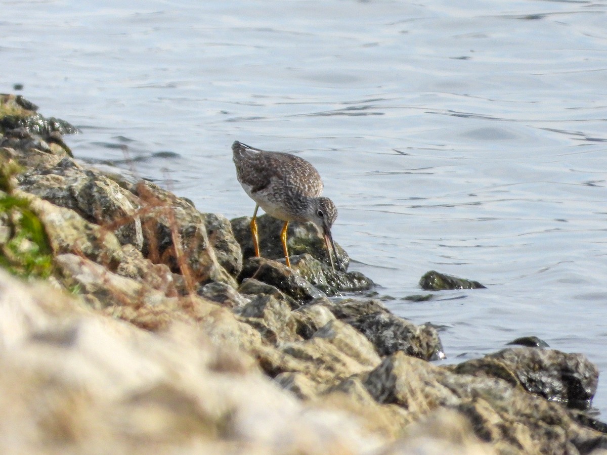 Greater Yellowlegs - ML645687377