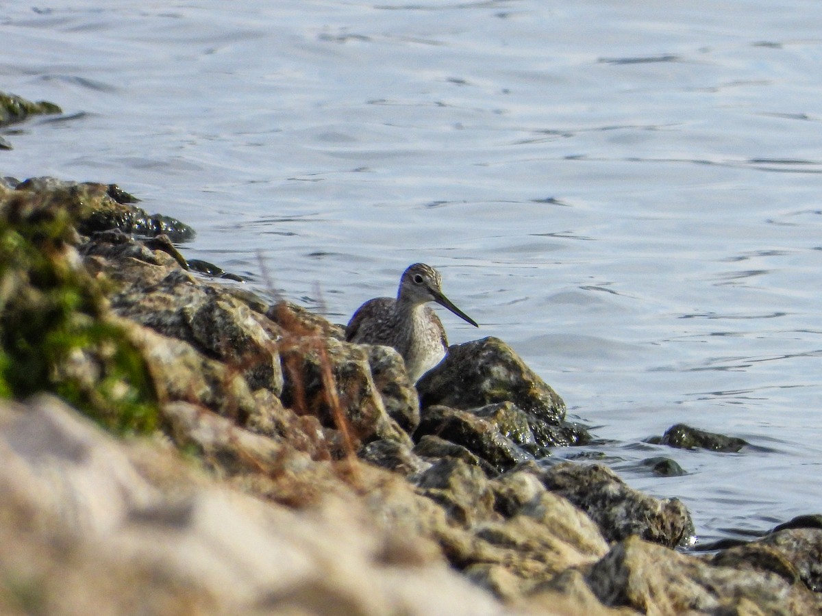 Greater Yellowlegs - ML645687378