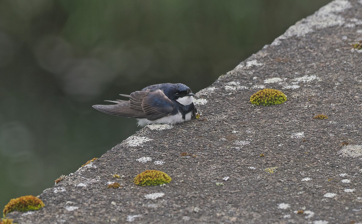 Black-collared Swallow - Sam Woods/Tropical Birding Tours
