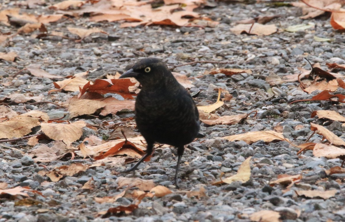 Rusty Blackbird - ML645687397