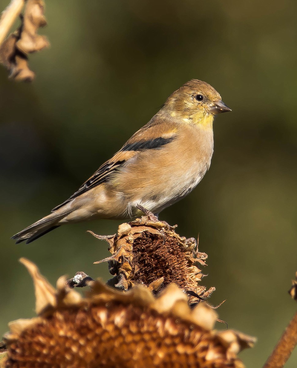 Altın İskete - ML645687400