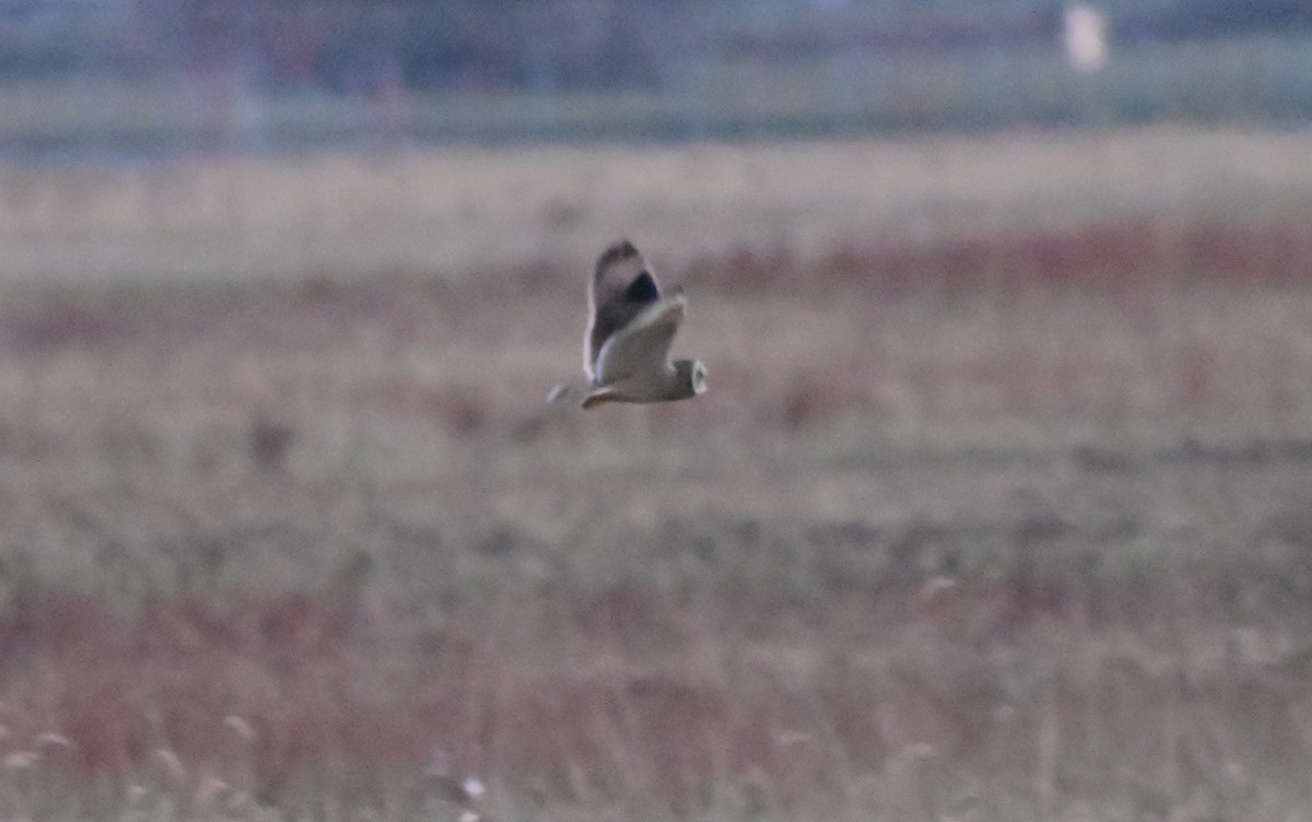 Kır Baykuşu - ML645687402