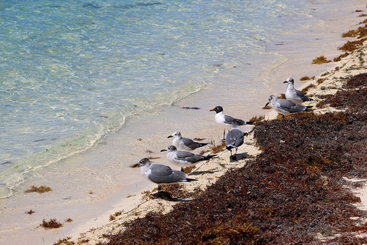 Gülen Martı - ML645687403