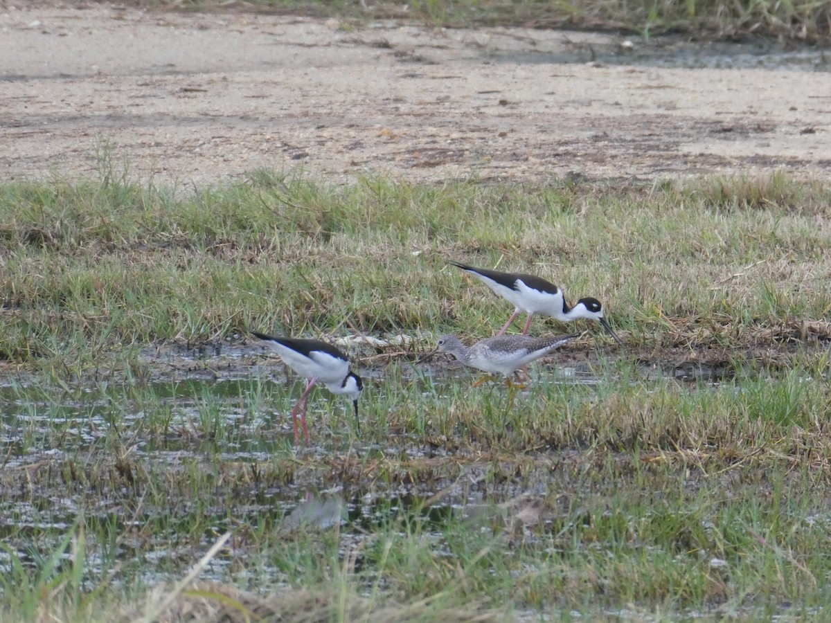 Büyük Sarıbacak - ML645687404