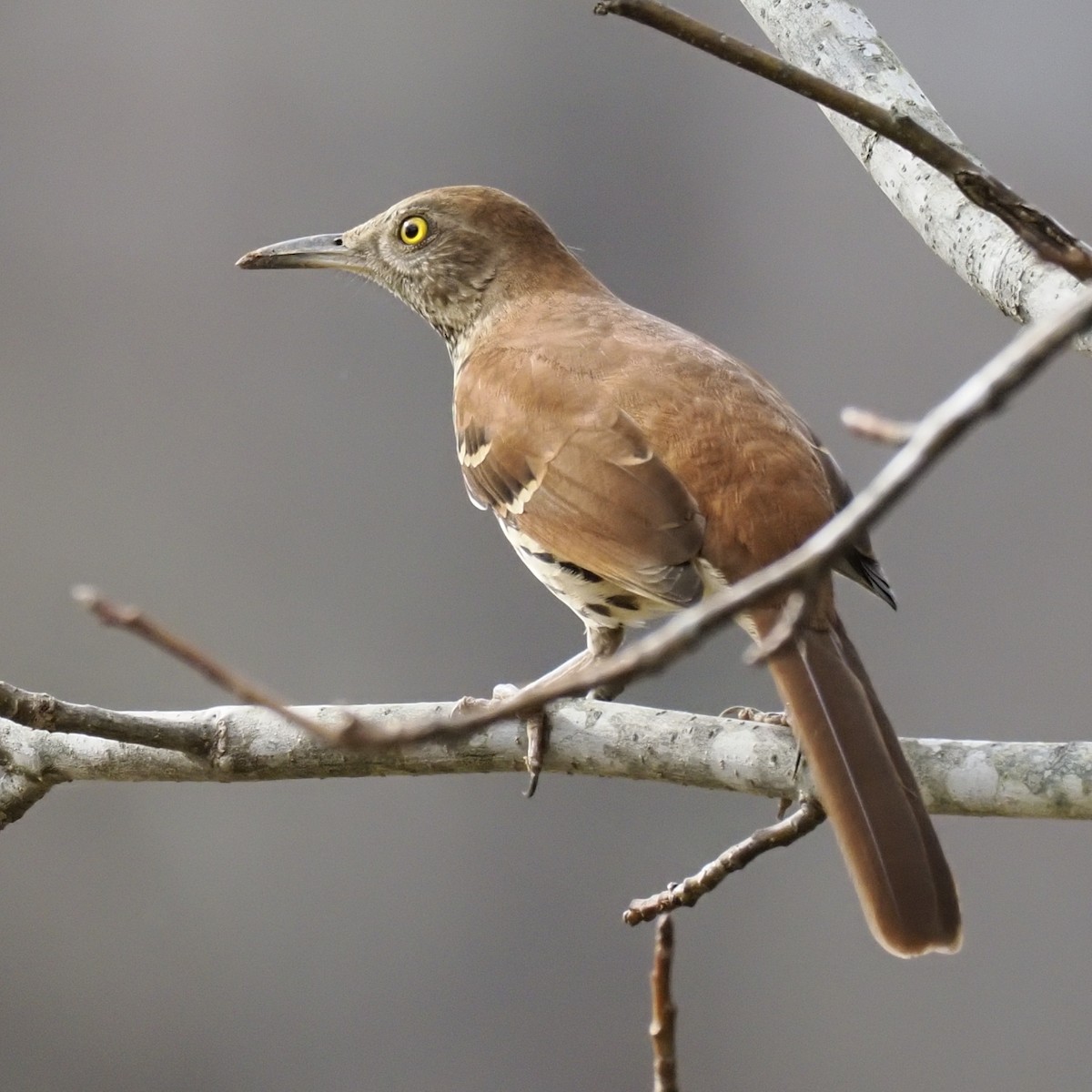 Kahverengi Çöpçü - ML645687405