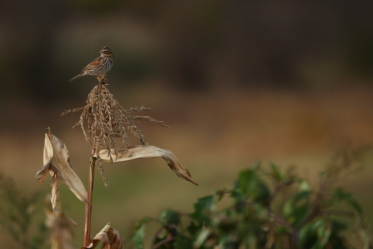 Savannah Serçesi - ML645687406