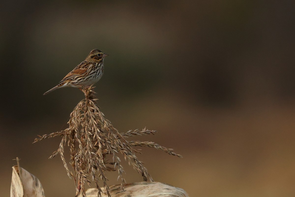 Savannah Serçesi - ML645687407