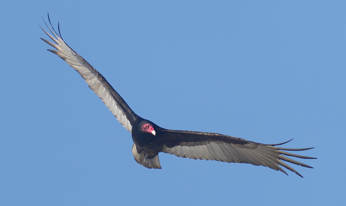 Hindi Akbabası - ML645687408