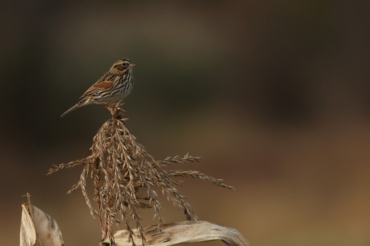 Savannah Serçesi - ML645687409