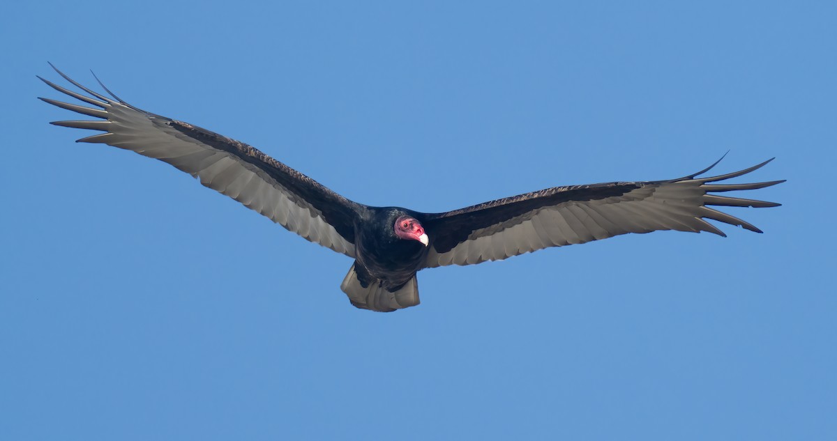 Hindi Akbabası - ML645687410