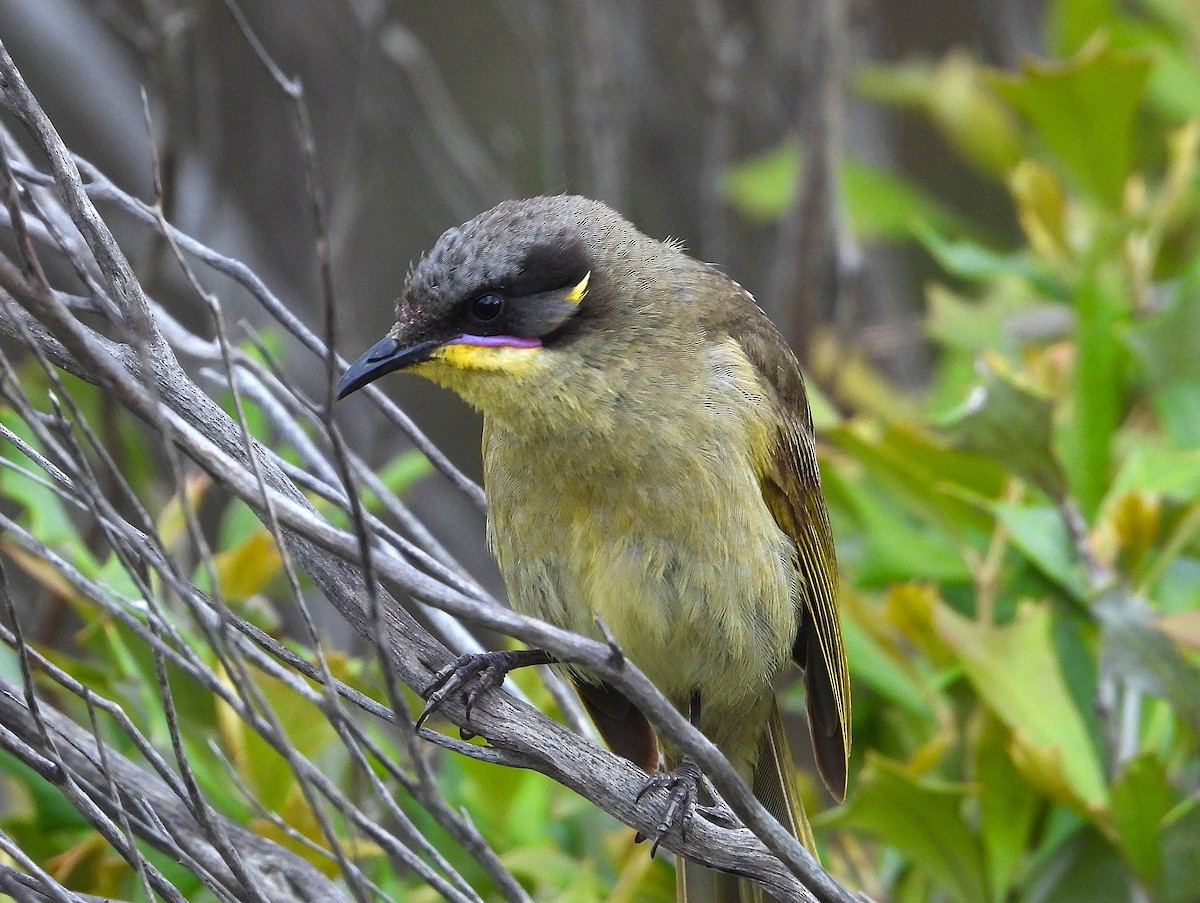 Erguvan Bıyıklı Balkuşu - ML645687411