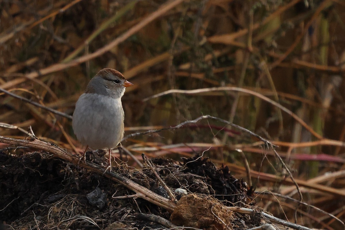 Porsuk Serçesi - ML645687412