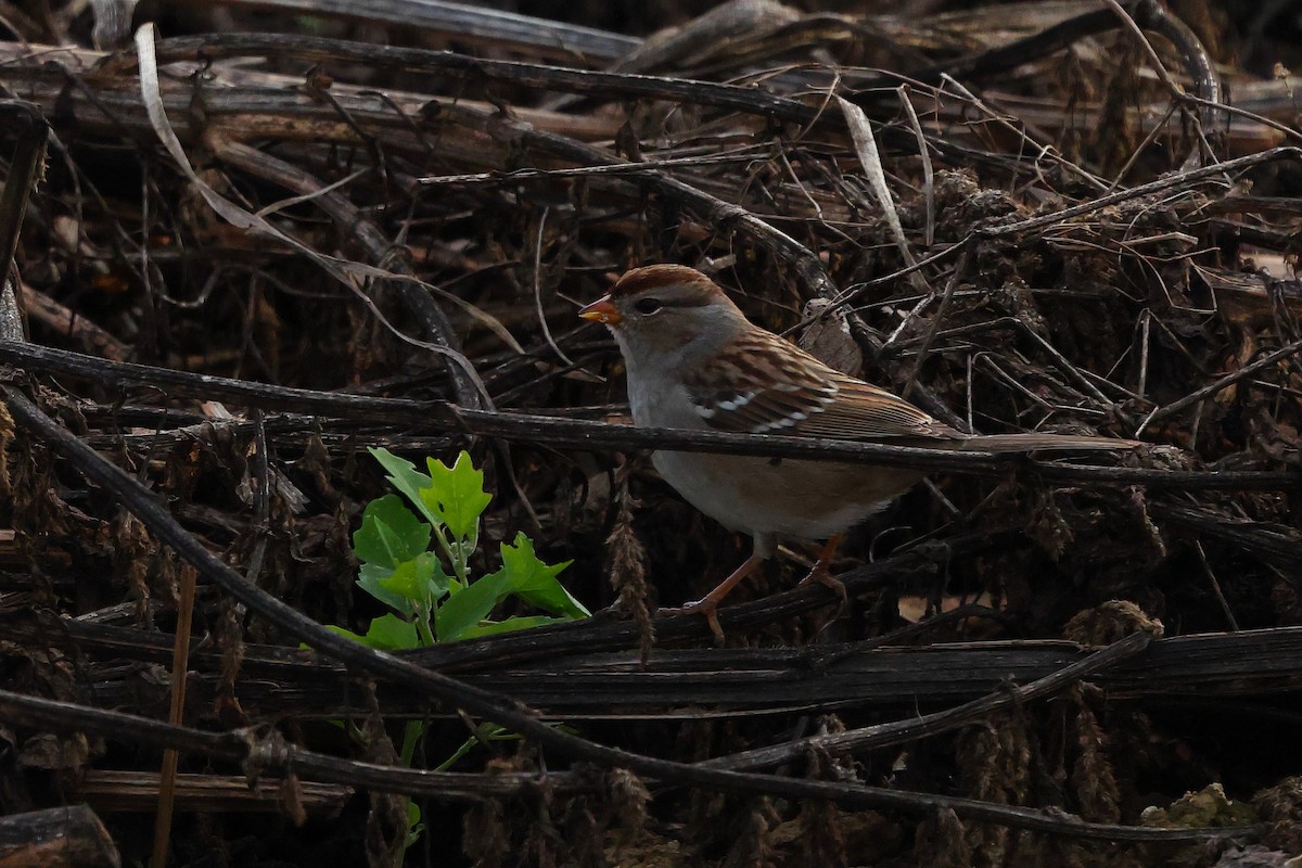 Porsuk Serçesi - ML645687413