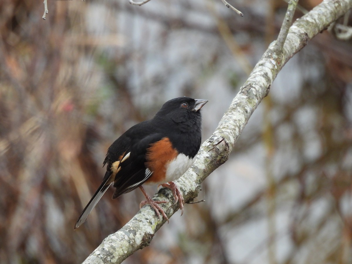 Kızıl Böğürlü Tovi - ML645687414