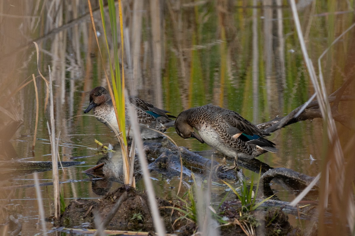 Çamurcun - ML645687415