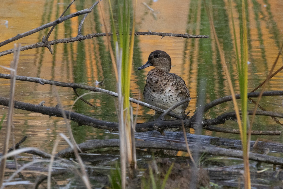 Çamurcun - ML645687416