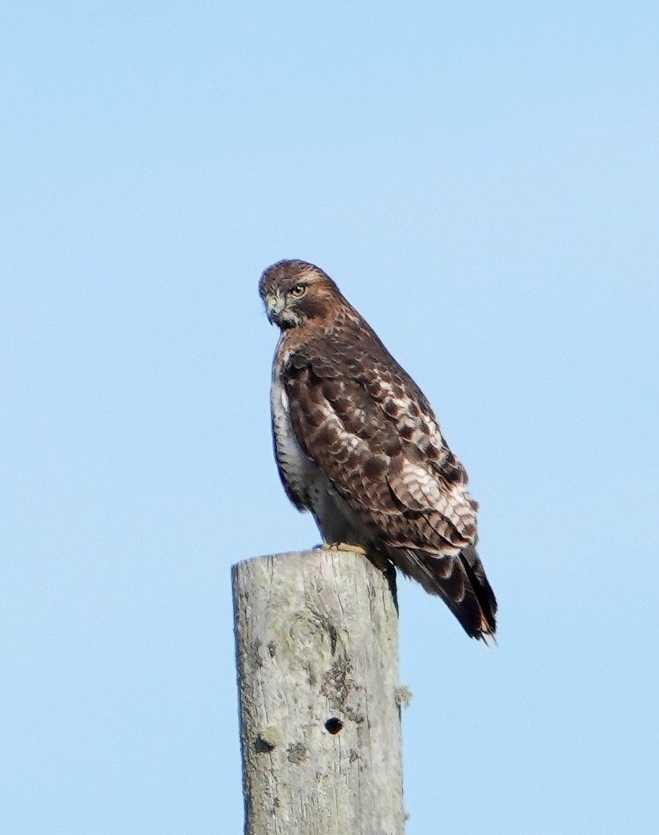 Red-tailed Hawk - ML645687421