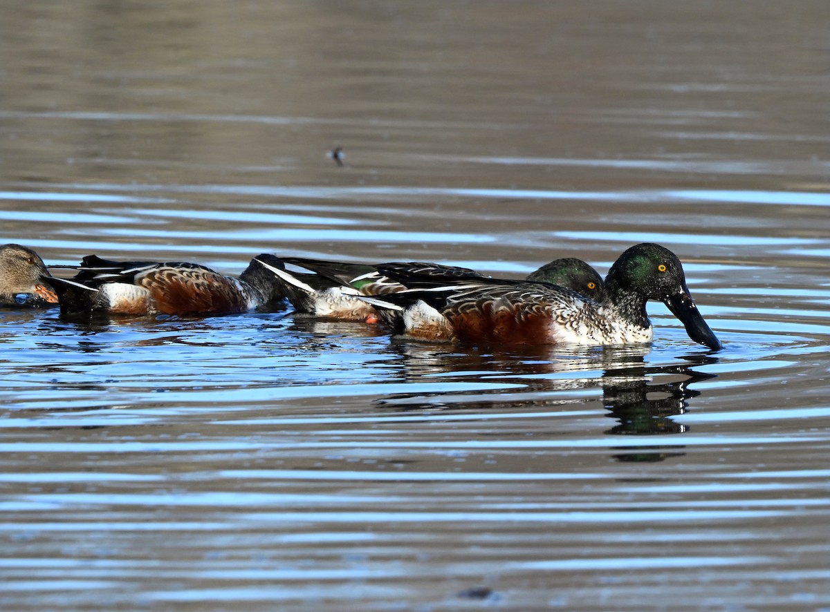 Kaşıkgaga - ML645687422