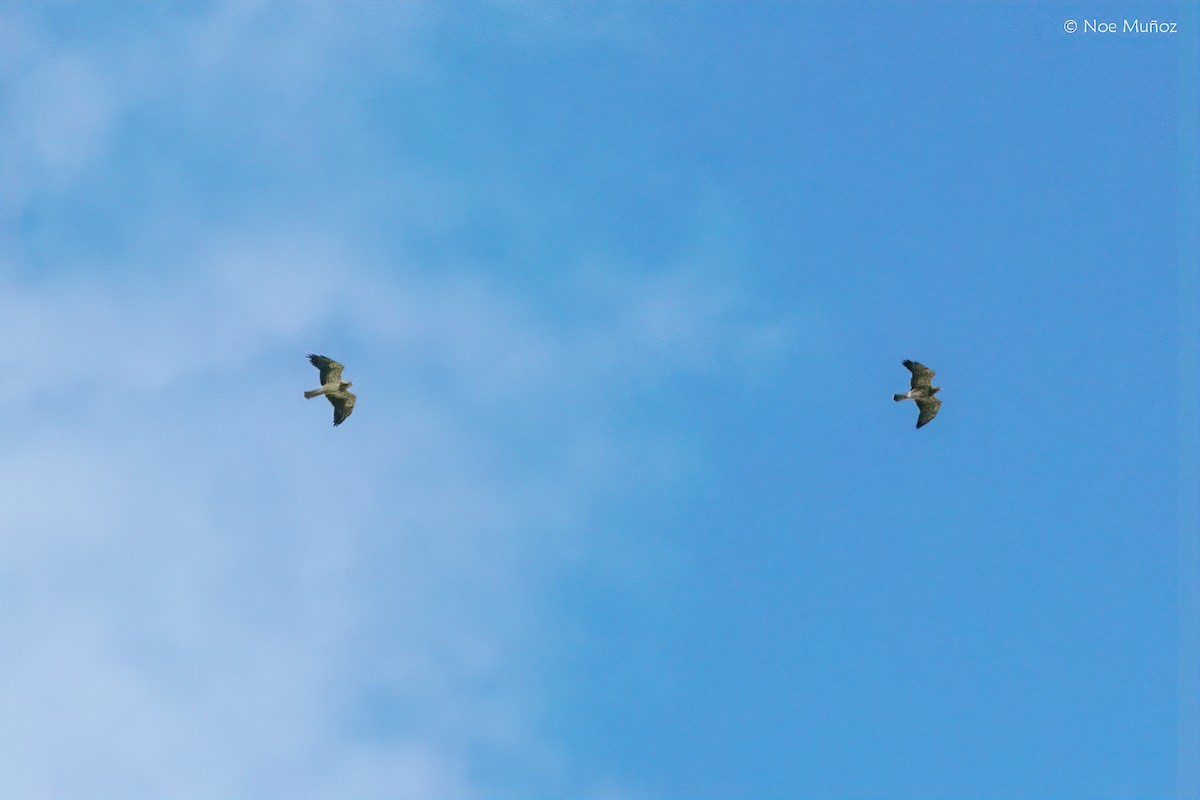 Sivri Kanatlı Şahin - ML645687423