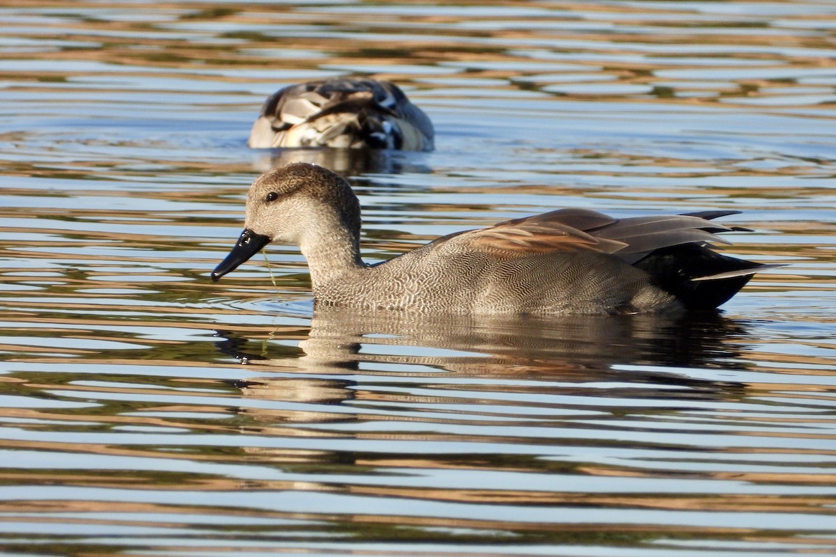 Boz Ördek - ML645687424