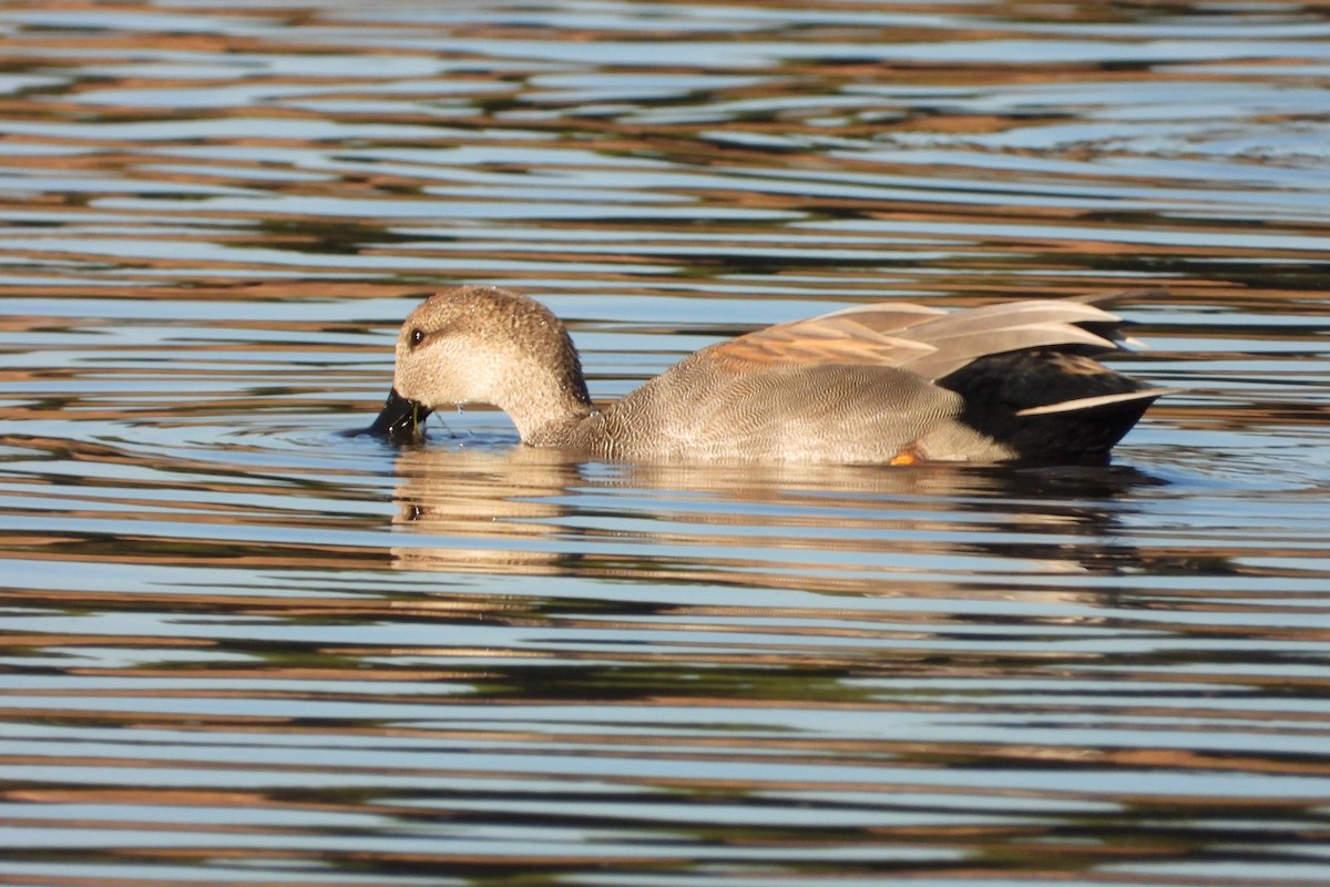Boz Ördek - ML645687425