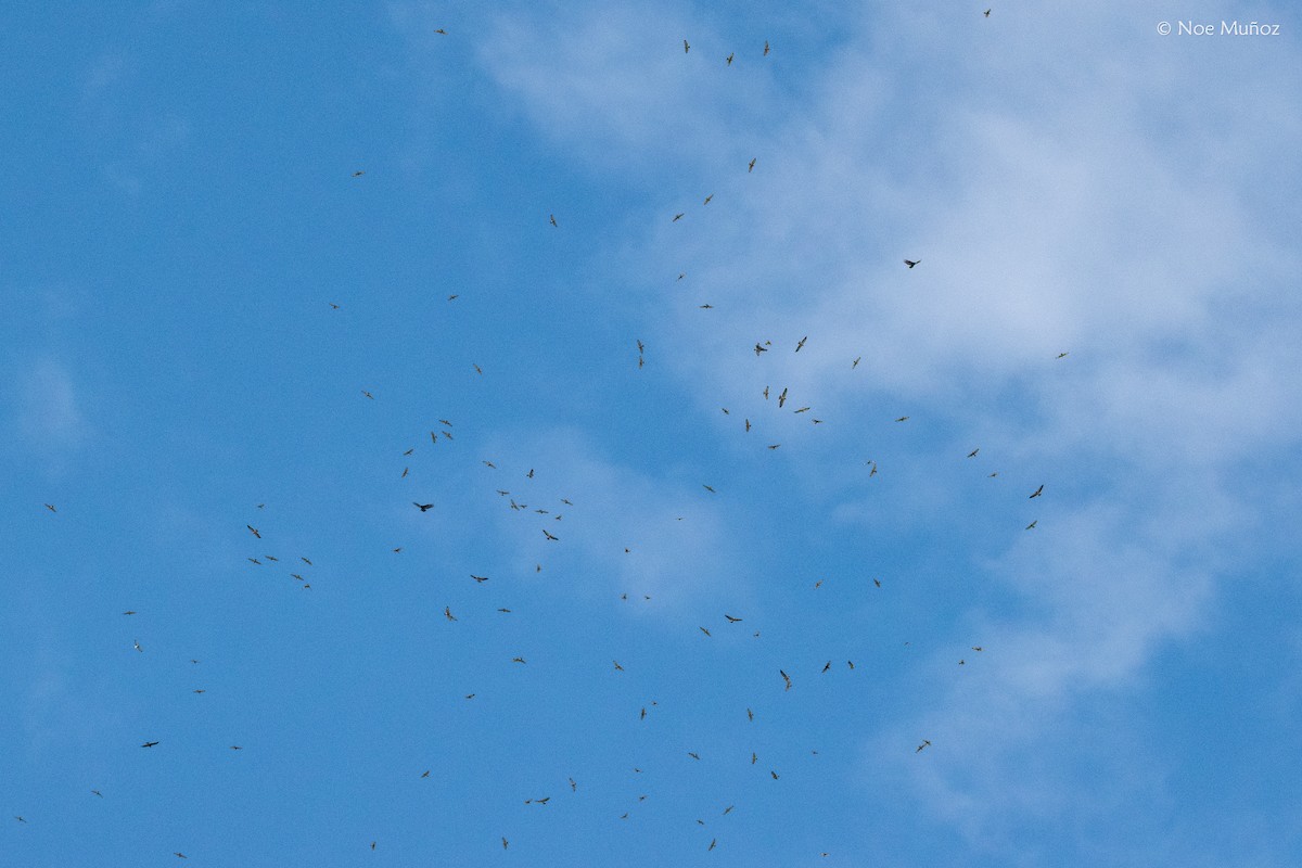 Swainson's Hawk - ML645687427