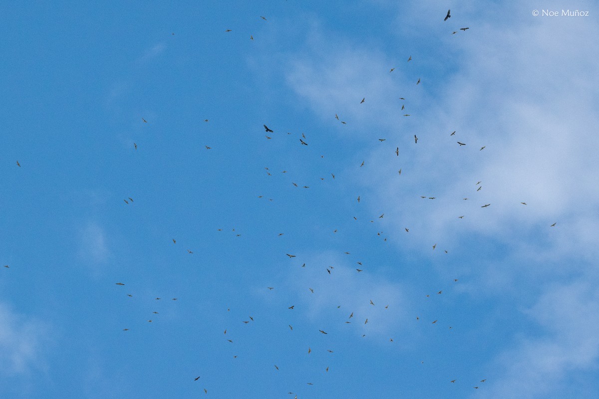 Swainson's Hawk - ML645687428