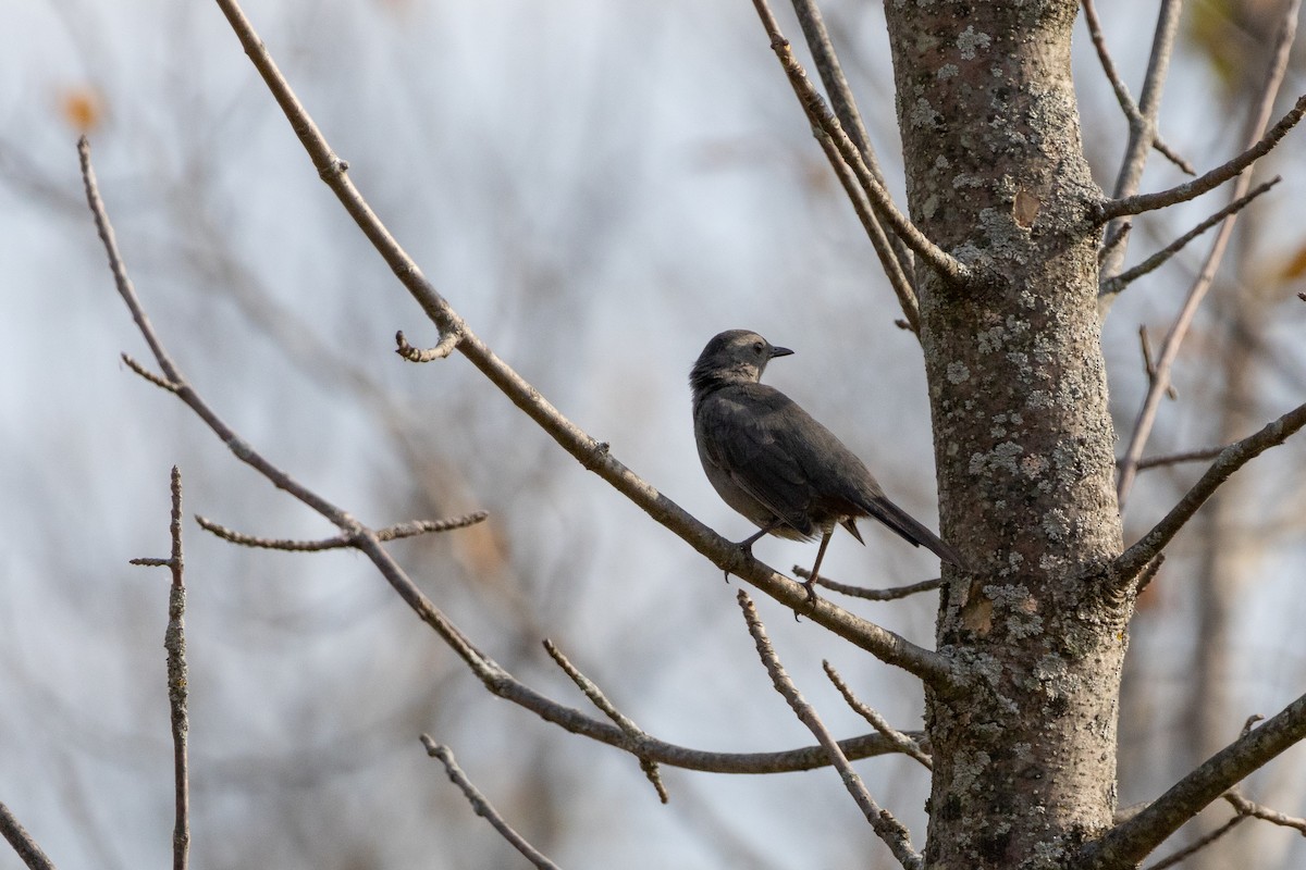 Gri Kedikuşu - ML645687429