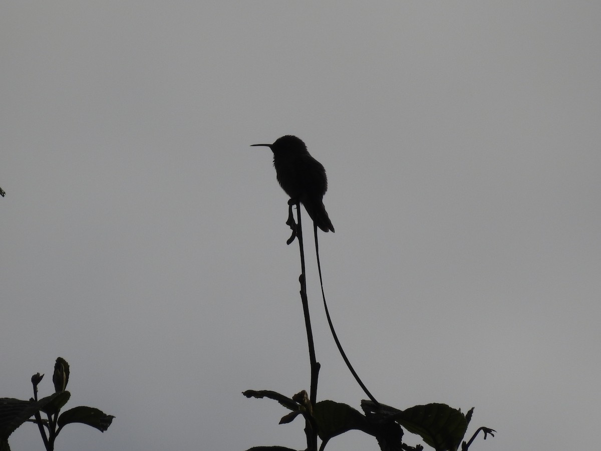 Uzun Kuyruklu Kolibri - ML645687430