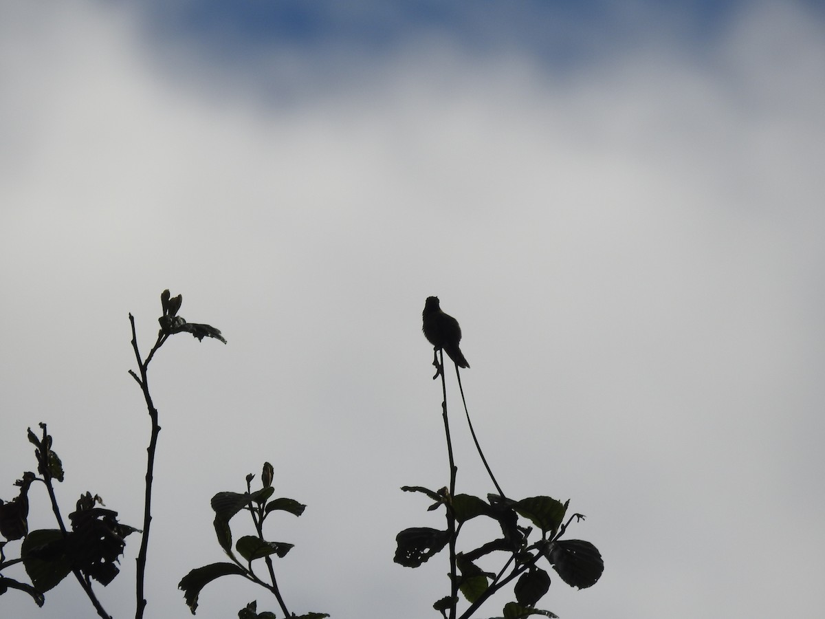 Uzun Kuyruklu Kolibri - ML645687431