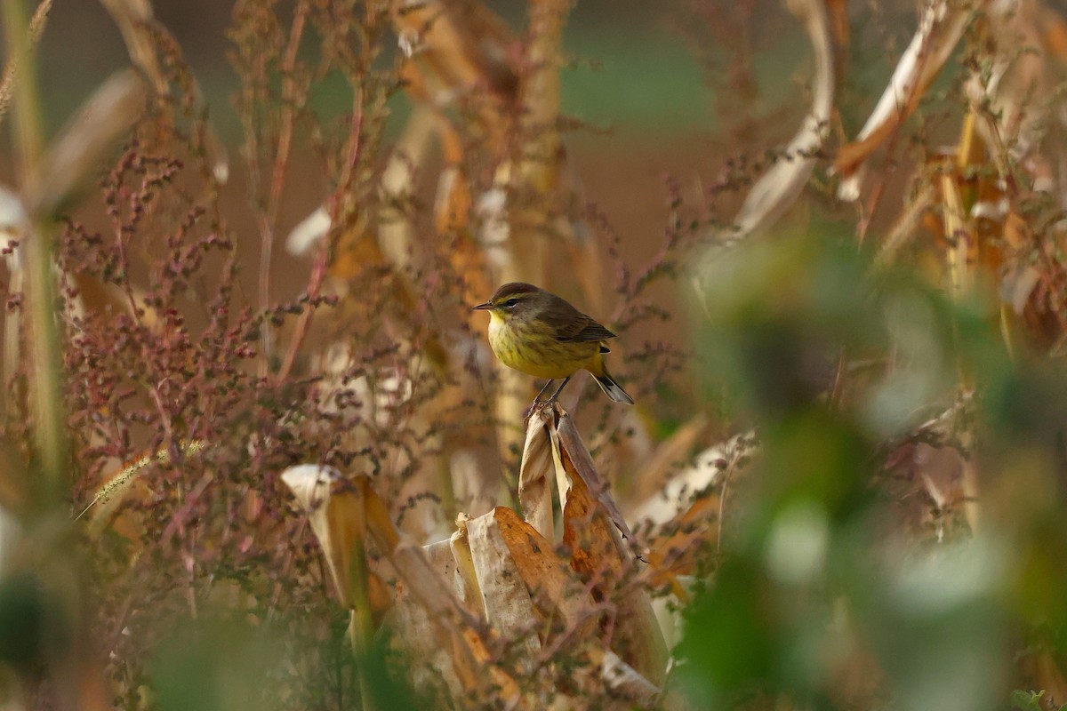 Palmiye Ötleğeni - ML645687432