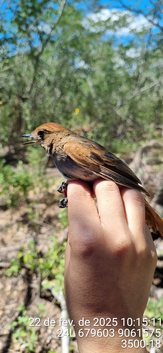 Kahverengi Sırtlı Casiornis - ML645687433