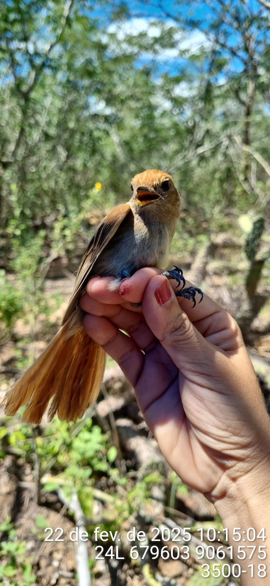 Kahverengi Sırtlı Casiornis - ML645687434