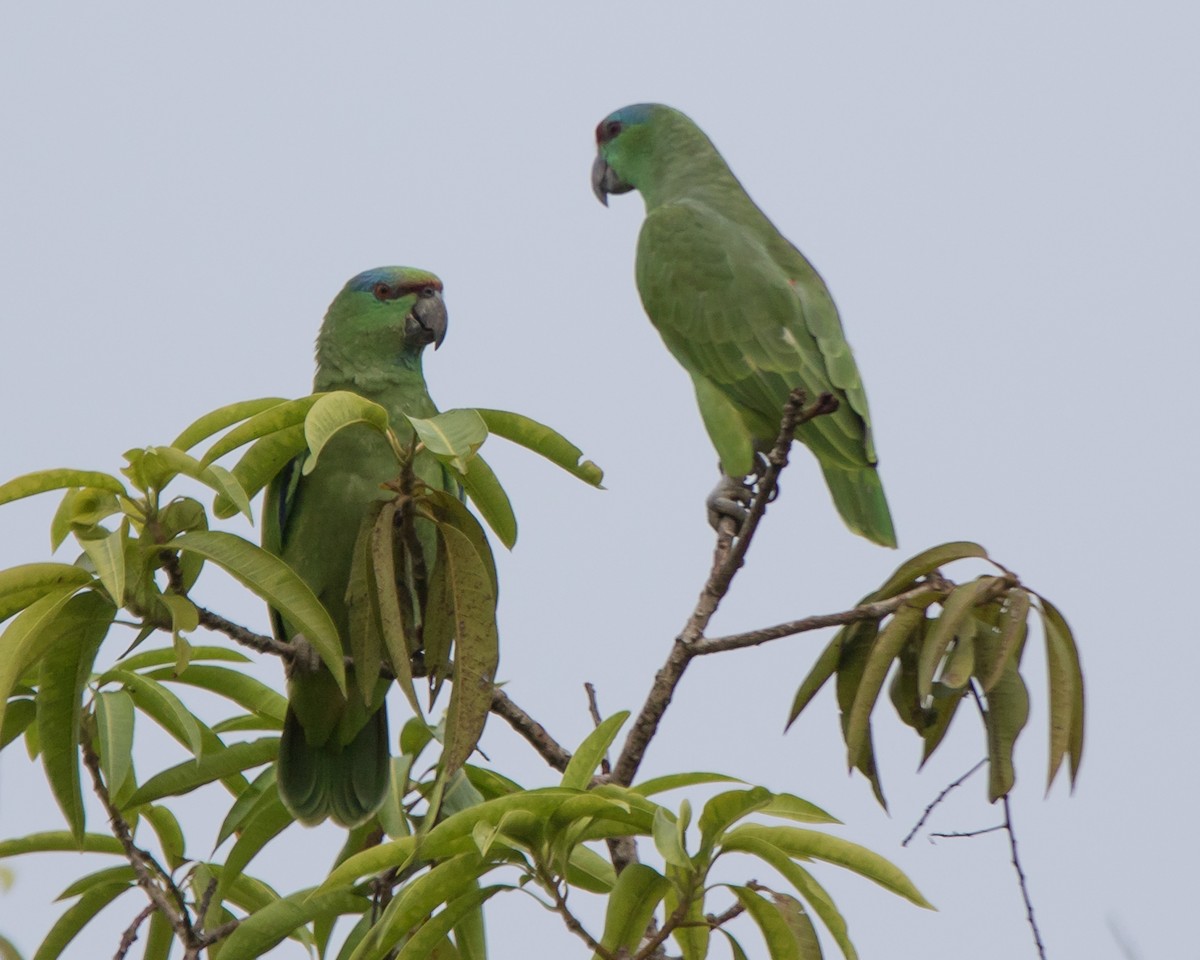 Mavi Kaşlı Amazon - ML645687435