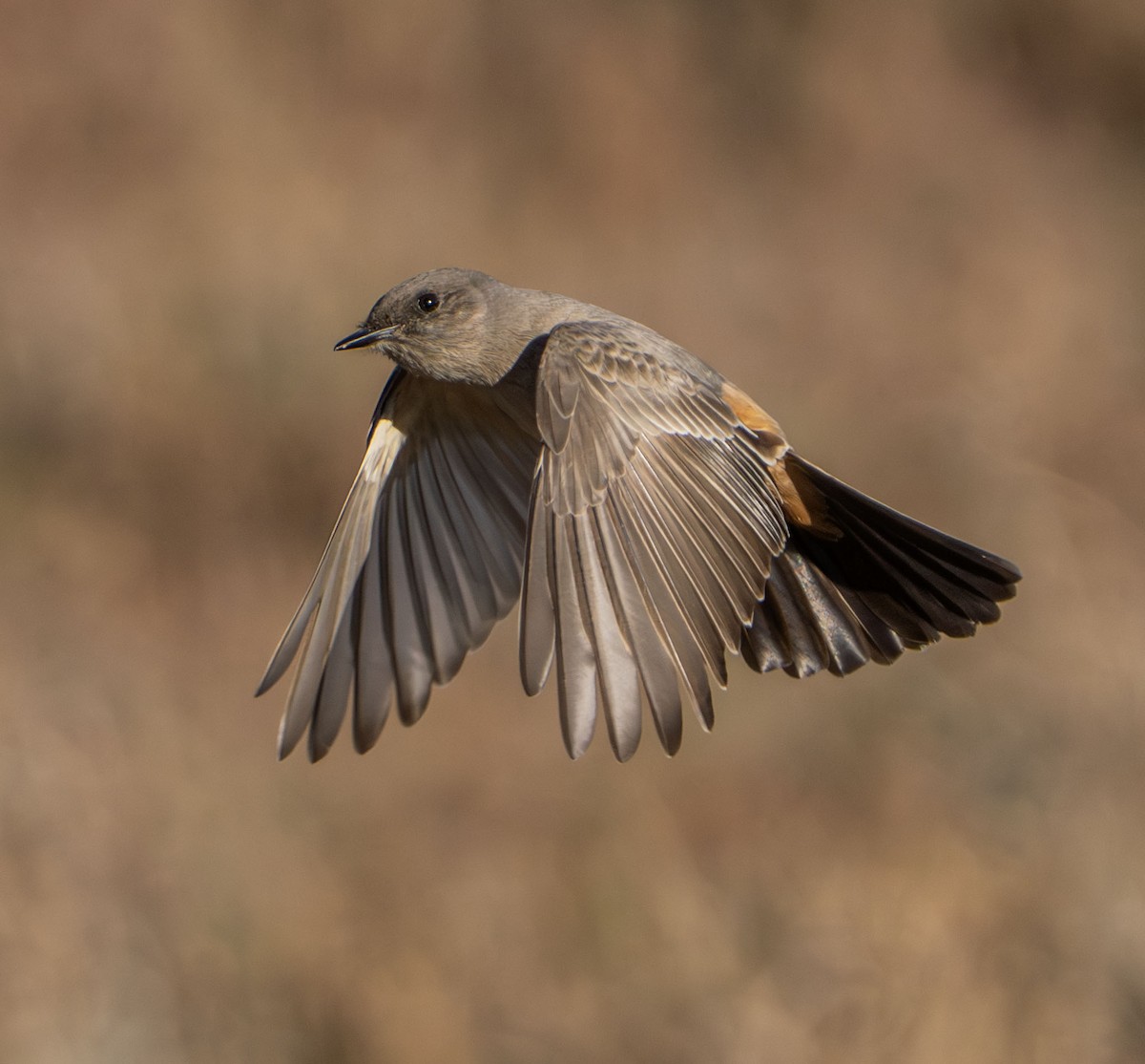 Say Fibisi - ML645687436