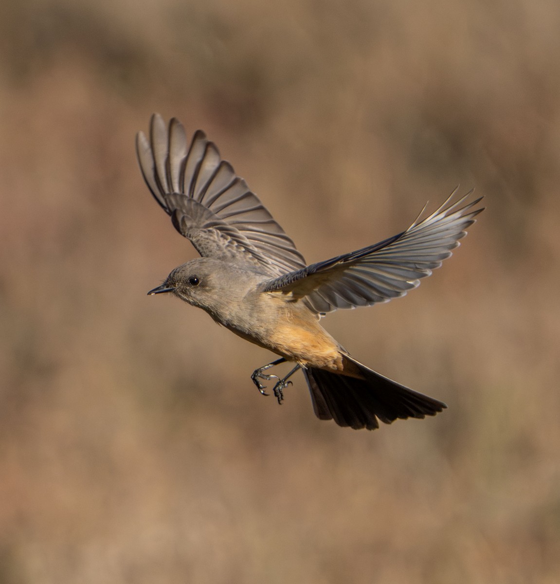 Say Fibisi - ML645687437