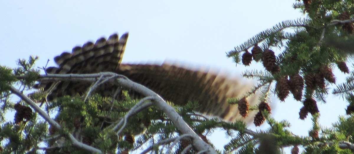 American Goshawk - ML645687440