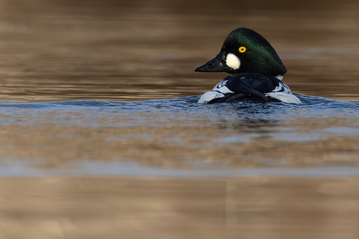 Common Goldeneye - ML645687445