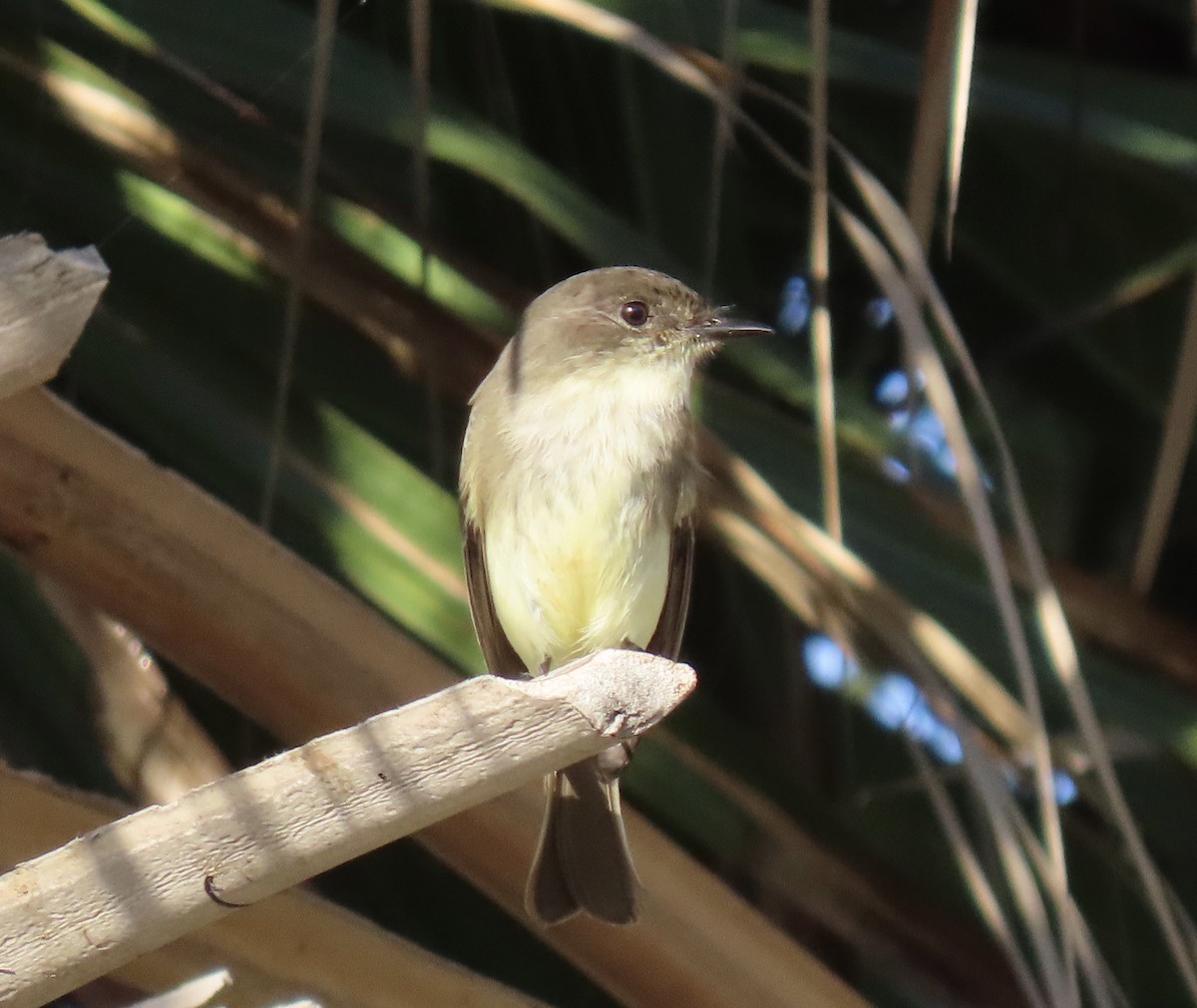 Eastern Phoebe - ML645687447