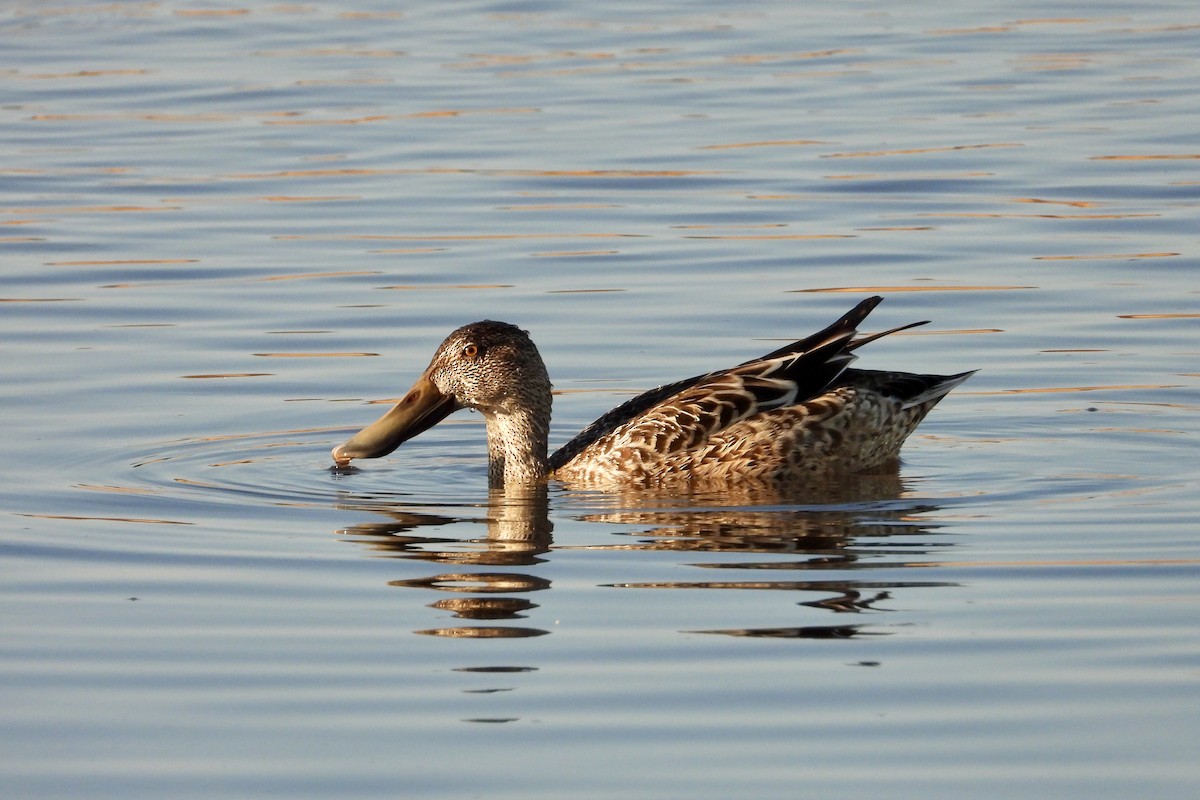 Northern Shoveler - ML645687456
